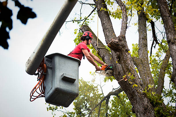 Martinez, CA Tree Removal and Landscaping Services Company